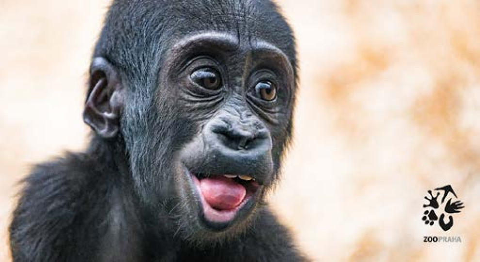 Zoo Praha